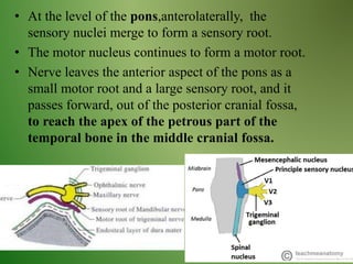 • At the level of the pons,anterolaterally, the
sensory nuclei merge to form a sensory root.
• The motor nucleus continues to form a motor root.
• Nerve leaves the anterior aspect of the pons as a
small motor root and a large sensory root, and it
passes forward, out of the posterior cranial fossa,
to reach the apex of the petrous part of the
temporal bone in the middle cranial fossa.
 