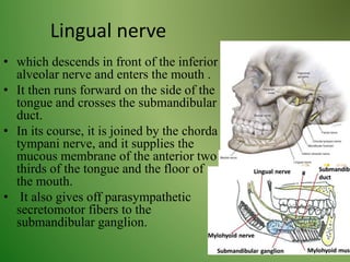 Lingual nerve
• which descends in front of the inferior
alveolar nerve and enters the mouth .
• It then runs forward on the side of the
tongue and crosses the submandibular
duct.
• In its course, it is joined by the chorda
tympani nerve, and it supplies the
mucous membrane of the anterior two
thirds of the tongue and the floor of
the mouth.
• It also gives off parasympathetic
secretomotor fibers to the
submandibular ganglion.
 