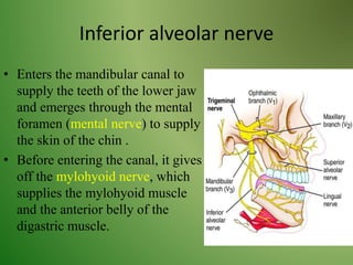 Inferior alveolar nerve
• Enters the mandibular canal to
supply the teeth of the lower jaw
and emerges through the mental
foramen (mental nerve) to supply
the skin of the chin .
• Before entering the canal, it gives
off the mylohyoid nerve, which
supplies the mylohyoid muscle
and the anterior belly of the
digastric muscle.
 