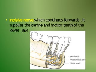 • Incisivenervewhich continues forwards .It
supplies the canine and incisor teeth of the
lower jaw.
 