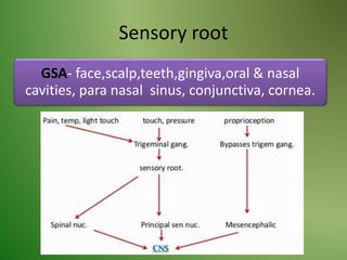Sensory root
GSA- face,scalp,teeth,gingiva,oral & nasal
cavities, para nasal sinus, conjunctiva, cornea.
 
