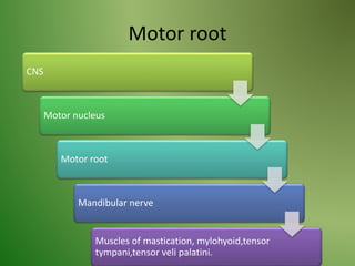 Motor root
CNS
Motor nucleus
Motor root
Mandibular nerve
Muscles of mastication, mylohyoid,tensor
tympani,tensor veli palatini.
 