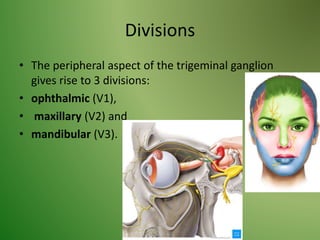 Divisions
• The peripheral aspect of the trigeminal ganglion
gives rise to 3 divisions:
• ophthalmic (V1),
• maxillary (V2) and
• mandibular (V3).
 