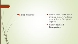 Spinal nucleus  Extends from caudal end of
principal sensory Nucles in
pons to 2nd or 3rd spinal
segment
 It relays Pain and
Temperature
 