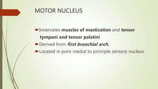MOTOR NUCLEUS
Innervates muscles of mastication and tensor
tympani and tensor palatini
Derived from first branchial arch.
Located in pons medial to principle sensory nucleus.
 