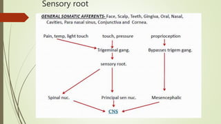 Sensory root
 
