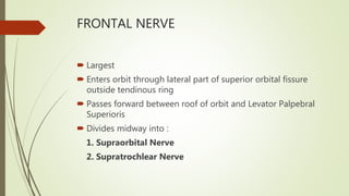 FRONTAL NERVE
 Largest
 Enters orbit through lateral part of superior orbital fissure
outside tendinous ring
 Passes forward between roof of orbit and Levator Palpebral
Superioris
 Divides midway into :
1. Supraorbital Nerve
2. Supratrochlear Nerve
 