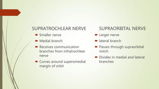 SUPRATROCHLEAR NERVE
 Smaller nerve
 Medial branch
 Receives communication
branches from infratrochlear
nerve
 Curves around superomedial
margin of orbit
SUPRAORBITAL NERVE
 Larger nerve
 lateral branch
 Passes through supraorbital
notch
 Divides in medial and lateral
branches
 