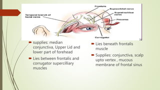 supplies: median
conjunctiva, Upper Lid and
lower part of forehead
 Lies between frontalis and
corrugator supercilliary
muscles
 Lies beneath frontalis
muscle
 Supplies: conjunctiva, scalp
upto vertex , mucous
membrane of frontal sinus
 
