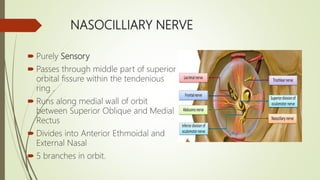 NASOCILLIARY NERVE
 Purely Sensory
 Passes through middle part of superior
orbital fissure within the tendenious
ring .
 Runs along medial wall of orbit
between Superior Oblique and Medial
Rectus
 Divides into Anterior Ethmoidal and
External Nasal
 5 branches in orbit.
 