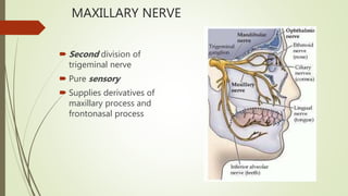 MAXILLARY NERVE
 Second division of
trigeminal nerve
 Pure sensory
 Supplies derivatives of
maxillary process and
frontonasal process
 