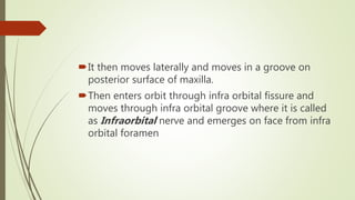 It then moves laterally and moves in a groove on
posterior surface of maxilla.
Then enters orbit through infra orbital fissure and
moves through infra orbital groove where it is called
as Infraorbital nerve and emerges on face from infra
orbital foramen
 