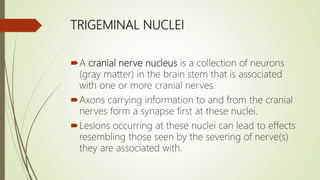 TRIGEMINAL NUCLEI
A cranial nerve nucleus is a collection of neurons
(gray matter) in the brain stem that is associated
with one or more cranial nerves.
Axons carrying information to and from the cranial
nerves form a synapse first at these nuclei.
Lesions occurring at these nuclei can lead to effects
resembling those seen by the severing of nerve(s)
they are associated with.
 