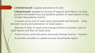 2.Orbital branch: Supplies periosteum of orbit
3.Nasal branch: Supplies to mucosa of superior and inferior conchae,
posterior ethmiodal sinus and posterior portion of nasal septum. It also
includes Nasopalatine branch.
-It passes across roof of nasal cavity downwards and forwards lying
between mucosa and periosteum of nasal septum.
-Reaches to floor of nasal cavity and give branch to anterior part of
nasal septum and floor of nasal cavity.
-Enters Incisor canal and enters oral cavity through insicisor foramen
-It provides sensation to palatal mucosa of premaxilla region.
 