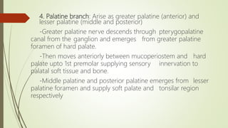 4. Palatine branch: Arise as greater palatine (anterior) and
lesser palatine (middle and posterior)
-Greater palatine nerve descends through pterygopalatine
canal from the ganglion and emerges from greater palatine
foramen of hard palate.
-Then moves anteriorly between mucoperiostem and hard
palate upto 1st premolar supplying sensory innervation to
palatal soft tissue and bone.
-Middle palatine and posterior palatine emerges from lesser
palatine foramen and supply soft palate and tonsilar region
respectively
 