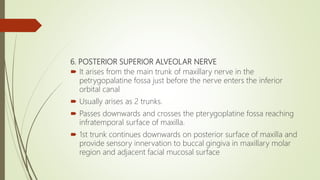 6. POSTERIOR SUPERIOR ALVEOLAR NERVE
 It arises from the main trunk of maxillary nerve in the
petrygopalatine fossa just before the nerve enters the inferior
orbital canal
 Usually arises as 2 trunks.
 Passes downwards and crosses the pterygoplatine fossa reaching
infratemporal surface of maxilla.
 1st trunk continues downwards on posterior surface of maxilla and
provide sensory innervation to buccal gingiva in maxillary molar
region and adjacent facial mucosal surface
 