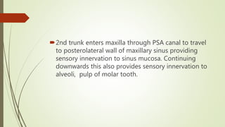 2nd trunk enters maxilla through PSA canal to travel
to posterolateral wall of maxillary sinus providing
sensory innervation to sinus mucosa. Continuing
downwards this also provides sensory innervation to
alveoli, pulp of molar tooth.
 