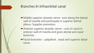 Branches In Infraorbital canal
Middle superior alveolar nerve- runs along the lateral
wall of maxilla and participate in superior dental
plexus. Supplies premolars
Anterior superior alveolar nerve – runs in canal in
anterior wall of maxilla and gives dental and nasal
branches
Facial branches – palpebral , nasal and superior labial
nerve
 