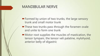 MANDIBULAR NERVE
Formed by union of two trunks, the large sensory
trunk and small motor trunk
These two trunks pass through the foramen ovale
and unite to form one trunk
Motor root supplies the muscles of mastication, the
tensor tympani, the tensor veli palatine, mylohyoid,
anterior belly of digastric
 