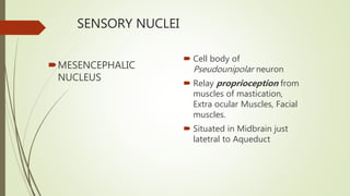 SENSORY NUCLEI
MESENCEPHALIC
NUCLEUS
 Cell body of
Pseudounipolar neuron
 Relay proprioception from
muscles of mastication,
Extra ocular Muscles, Facial
muscles.
 Situated in Midbrain just
latetral to Aqueduct
 