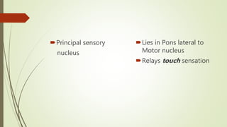 Principal sensory
nucleus
Lies in Pons lateral to
Motor nucleus
Relays touch sensation
 
