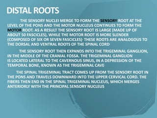 DISTAL ROOTS
THE SENSORY NUCLEI MERGE TO FORM THE SENSORY ROOT AT THE
LEVEL OF THE PONS AND THE MOTOR NUCLEUS CONTINUES TO FORM THE
MOTOR ROOT. AS A RESULT THE SENSORY ROOT IS LARGE (MADE UP OF
ABOUT 50 FASCICLES), WHILE THE MOTOR ROOT IS MORE SLENDER
(COMPOSED OF SIX OR SEVEN FASCICLES). THESE ROOTS ARE ANALOGOUS TO
THE DORSAL AND VENTRAL ROOTS OF THE SPINAL CORD.
THE SENSORY ROOT THEN EXPANDS INTO THE TRIGEMINAL GANGLION,
IN THE MIDDLE OF THE CRANIAL FOSSA. THE TRIGEMINAL GANGLION
IS LOCATED LATERAL TO THE CAVERNOUS SINUS, IN A DEPRESSION OF THE
TEMPORAL BONE, KNOWN AS THE TRIGEMINAL CAVE.
THE SPINAL TRIGEMINAL TRACT COMES UP FROM THE SENSORY ROOT IN
THE PONS AND TRAVELS DOWNWARD INTO THE UPPER CERVICAL CORD. THE
FIBERS THEN END IN THE SPINAL TRIGEMINAL NUCLEUS, WHICH MERGES
ANTERIORLY WITH THE PRINCIPAL SENSORY NUCLEUS
 