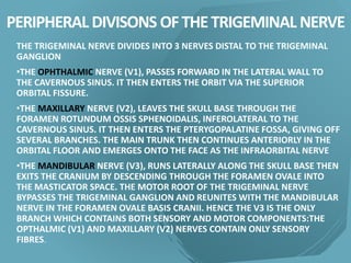 PERIPHERAL DIVISONS OFTHETRIGEMINAL NERVE
THE TRIGEMINAL NERVE DIVIDES INTO 3 NERVES DISTAL TO THE TRIGEMINAL
GANGLION
•THE OPHTHALMIC NERVE (V1), PASSES FORWARD IN THE LATERAL WALL TO
THE CAVERNOUS SINUS. IT THEN ENTERS THE ORBIT VIA THE SUPERIOR
ORBITAL FISSURE.
•THE MAXILLARY NERVE (V2), LEAVES THE SKULL BASE THROUGH THE
FORAMEN ROTUNDUM OSSIS SPHENOIDALIS, INFEROLATERAL TO THE
CAVERNOUS SINUS. IT THEN ENTERS THE PTERYGOPALATINE FOSSA, GIVING OFF
SEVERAL BRANCHES. THE MAIN TRUNK THEN CONTINUES ANTERIORLY IN THE
ORBITAL FLOOR AND EMERGES ONTO THE FACE AS THE INFRAORBITAL NERVE
•THE MANDIBULAR NERVE (V3), RUNS LATERALLY ALONG THE SKULL BASE THEN
EXITS THE CRANIUM BY DESCENDING THROUGH THE FORAMEN OVALE INTO
THE MASTICATOR SPACE. THE MOTOR ROOT OF THE TRIGEMINAL NERVE
BYPASSES THE TRIGEMINAL GANGLION AND REUNITES WITH THE MANDIBULAR
NERVE IN THE FORAMEN OVALE BASIS CRANII. HENCE THE V3 IS THE ONLY
BRANCH WHICH CONTAINS BOTH SENSORY AND MOTOR COMPONENTS:THE
OPTHALMIC (V1) AND MAXILLARY (V2) NERVES CONTAIN ONLY SENSORY
FIBRES.
 