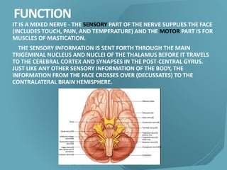 FUNCTION
IT IS A MIXED NERVE - THE SENSORY PART OF THE NERVE SUPPLIES THE FACE
(INCLUDES TOUCH, PAIN, AND TEMPERATURE) AND THE MOTOR PART IS FOR
MUSCLES OF MASTICATION.
THE SENSORY INFORMATION IS SENT FORTH THROUGH THE MAIN
TRIGEMINAL NUCLEUS AND NUCLEI OF THE THALAMUS BEFORE IT TRAVELS
TO THE CEREBRAL CORTEX AND SYNAPSES IN THE POST-CENTRAL GYRUS.
JUST LIKE ANY OTHER SENSORY INFORMATION OF THE BODY, THE
INFORMATION FROM THE FACE CROSSES OVER (DECUSSATES) TO THE
CONTRALATERAL BRAIN HEMISPHERE.
 