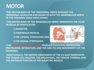 MOTOR
•THE MOTOR ROOT OF THE TRIGEMINAL NERVE BYPASSES THE
TRIGEMINAL GANGLION AND REUNITES WITH THE MANDIBULAR NERVE
IN THE FORAMEN OVALE BASIS CRANII.
•THE MOTOR ROOT OF THE MANDIBULAR NERVE INNERVATES THE FOUR
MUSCLES OF MASTICATION
1.MASSETER,
2.TEMPORALIS MUSCLE,
3.THE LATERAL PTERYGOIDS AND
4.THE MEDIAL PTERYGOIDS.
•THE MUSCLES OF MASTICATION PRODUCE ELEVATION, DEPRESSION,
PROTRUSION, RETRACTION, AND THE SIDE-TO-SIDE MOVEMENTS OF THE
MANDIBLE.
•ADDITIONALLY, THE MOTOR COMPONENT OF THE V3 ALSO INNERVATES
THE TENSOR VELI PALATINI, THE MYLOHYOID, THE TENSOR TYMPANI, AND
THE ANTERIOR PORTION OF THE DIGASTRIC MUSCLE
 