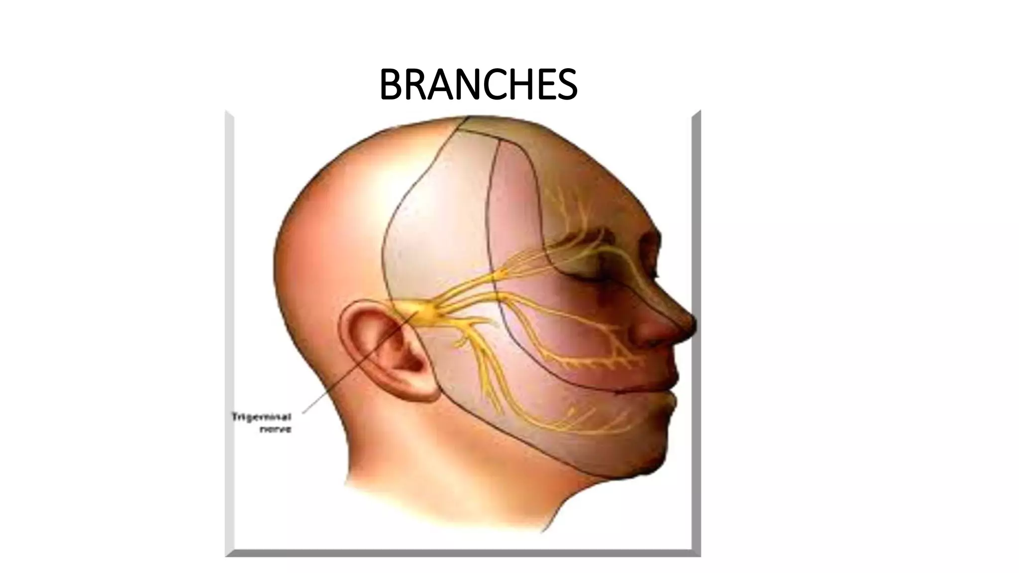 BRANCHES
 