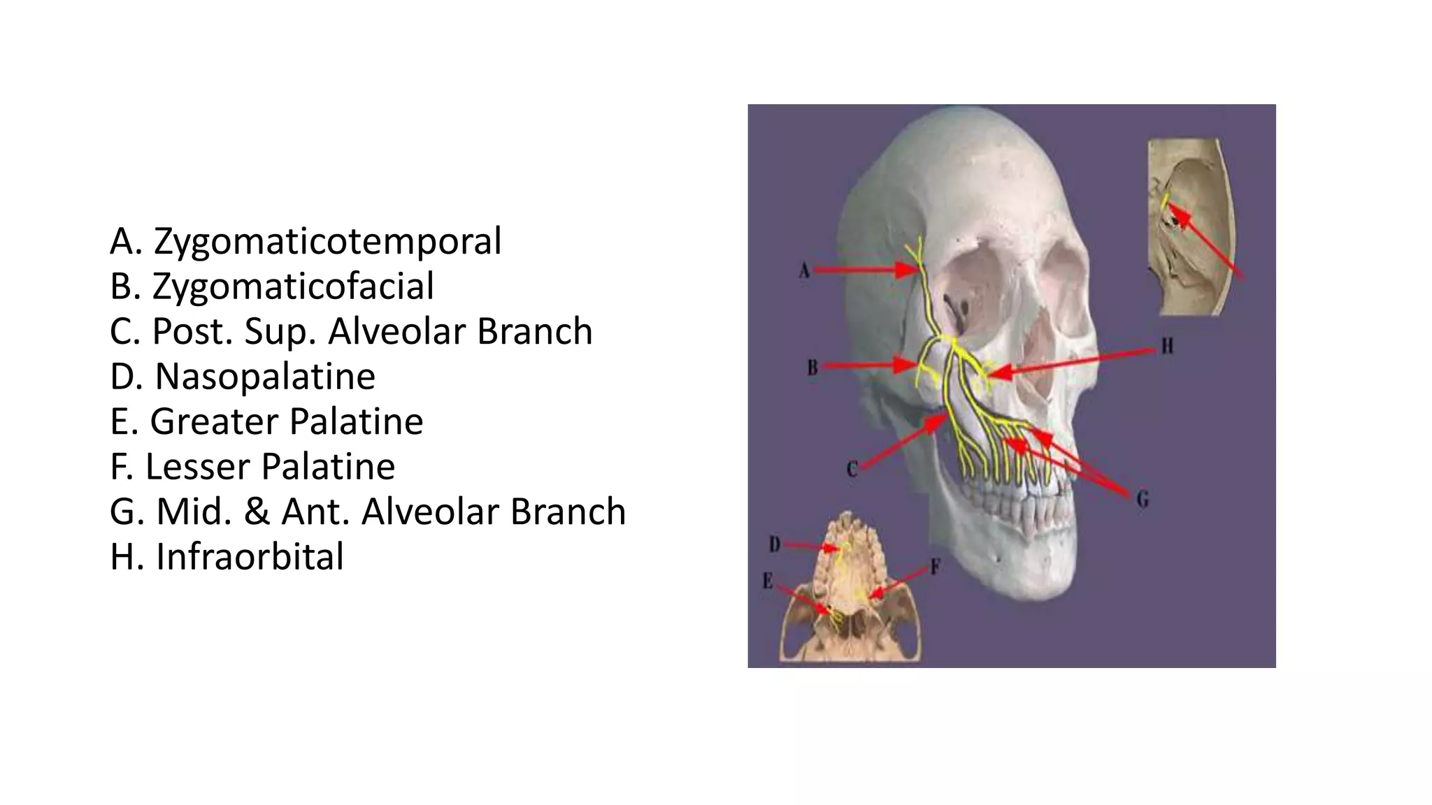 A. Zygomaticotemporal
B. Zygomaticofacial
C. Post. Sup. Alveolar Branch
D. Nasopalatine
E. Greater Palatine
F. Lesser Palatine
G. Mid. & Ant. Alveolar Branch
H. Infraorbital
 