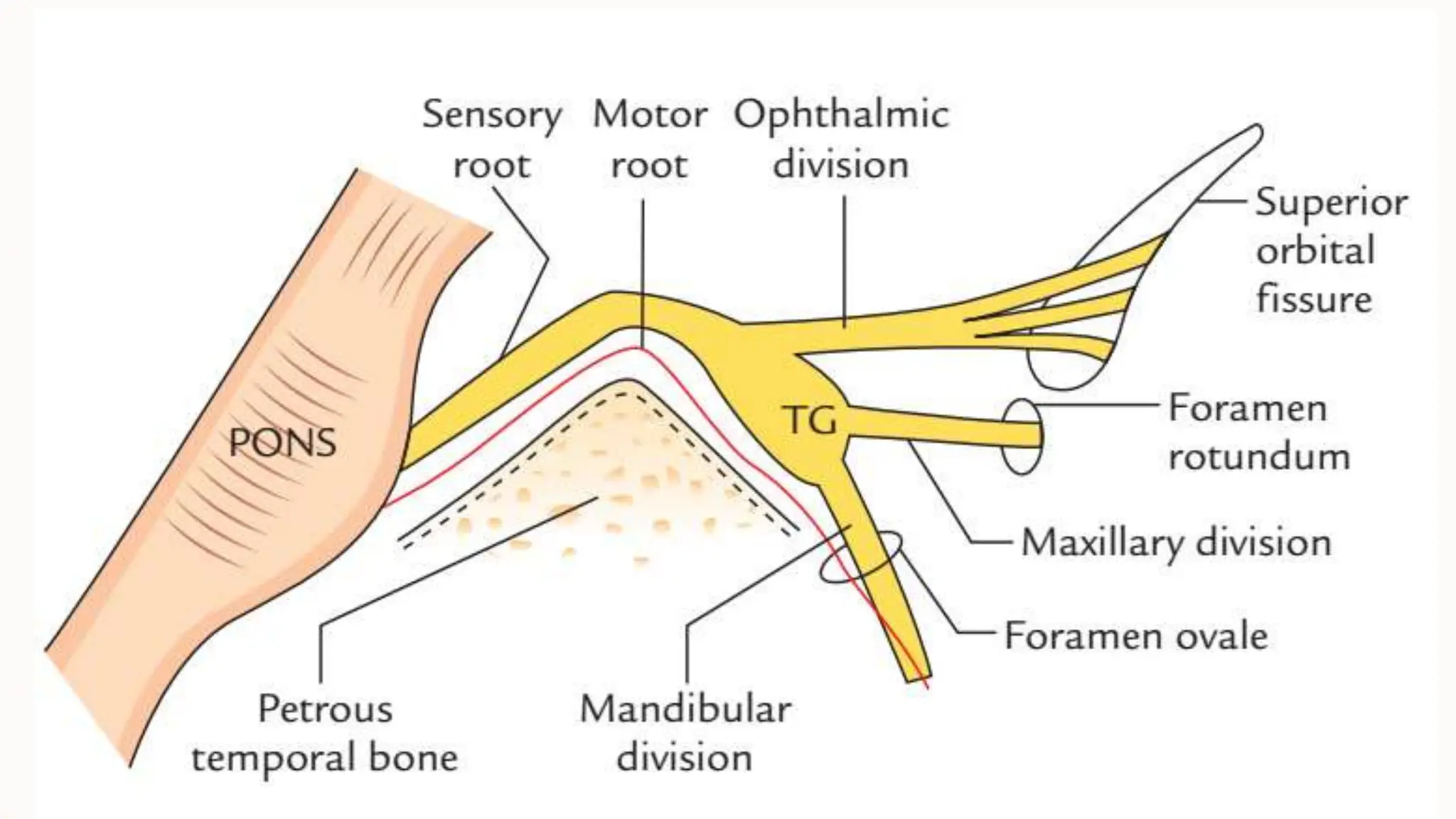 anatomy of trigeminal nerve.pptx by dr. payal | PPTX
