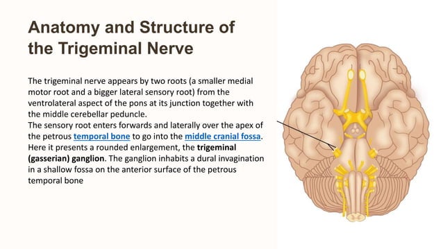anatomy of trigeminal nerve.pptx by dr. payal | PPTX | Ear, Nose and ...