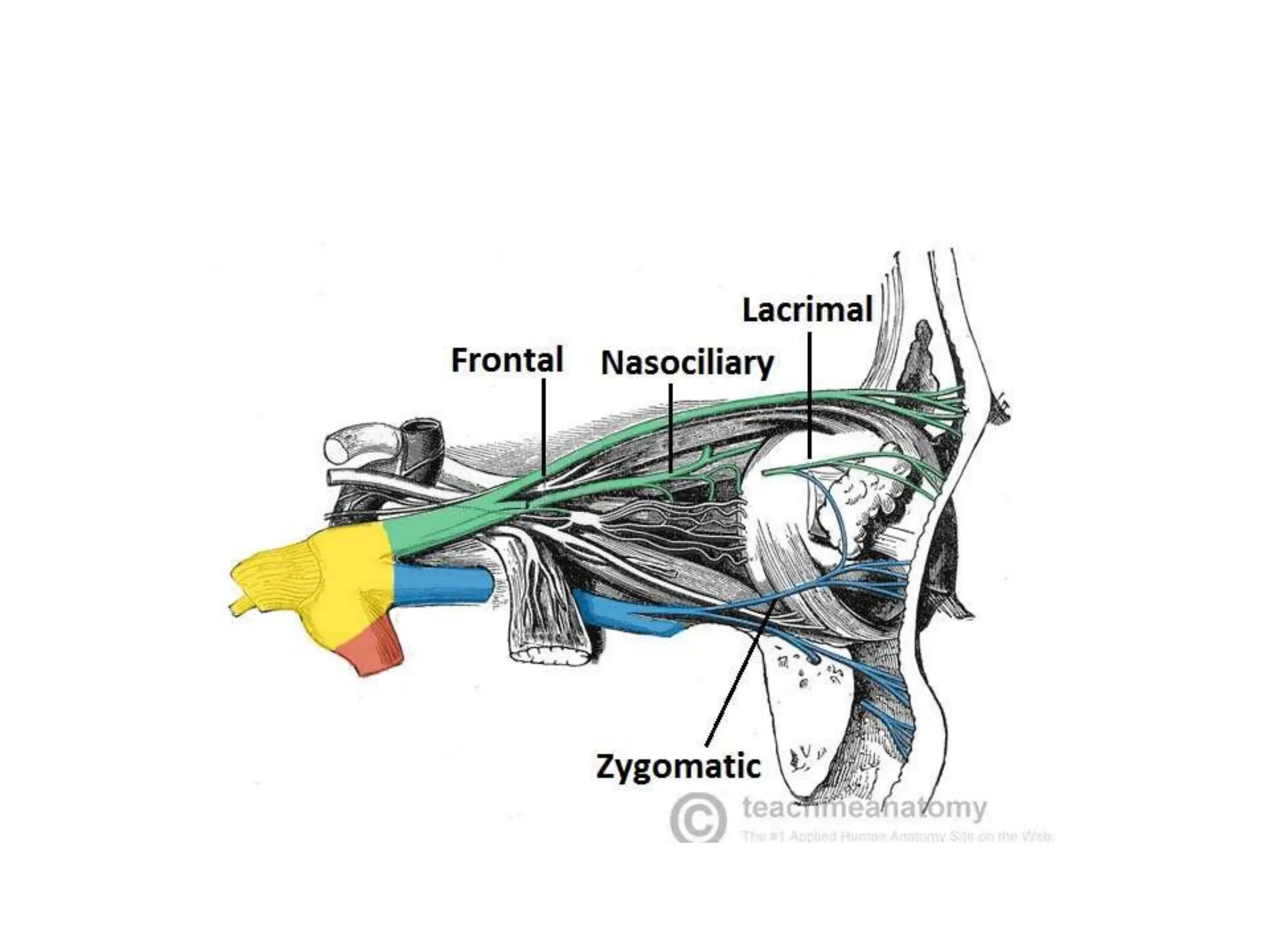 TRIGEMINAL NERVE and its course intracranially.pptx