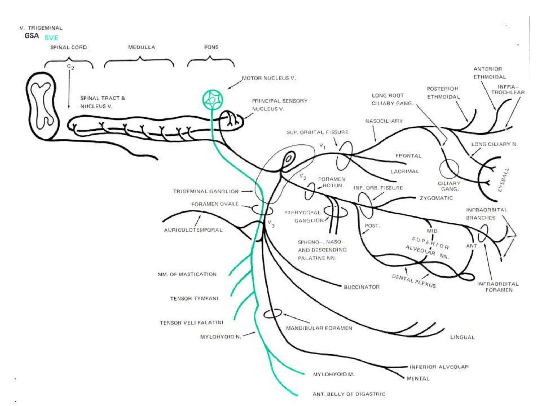 TRIGEMINAL NERVE and its course intracranially.pptx