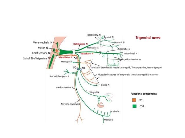 TRIGEMINAL NERVE and its course intracranially.pptx