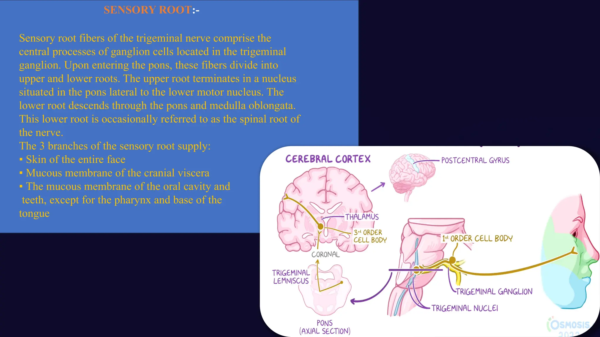 Sensorial Roots trigeminal nerve and its prosthodontics consideration.pptx