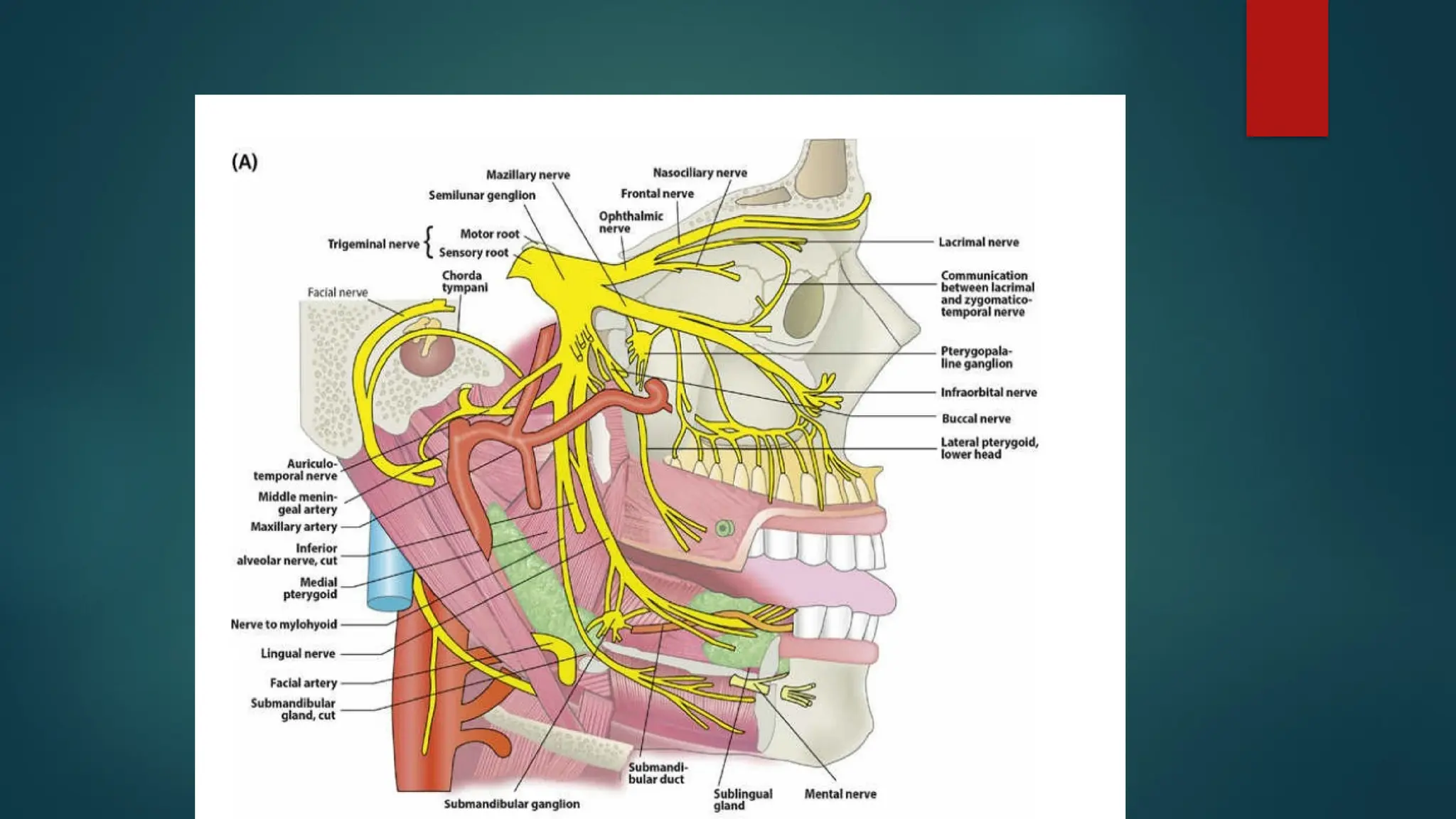 Anatomy And Functions Of Trigeminal Nerve pptx anatomy-and-functions-of-trigeminal-nerve-pptx