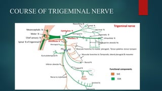 Anatomy and functions of trigeminal nerve.pptx