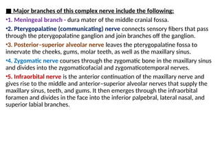 ■ Major branches of this complex nerve include the following:
•1. Meningeal branch - dura mater of the middle cranial fossa.
•2. Pterygopalatine (communicating) nerve connects sensory fibers that pass
through the pterygopalatine ganglion and join branches off the ganglion.
•3. Posterior–superior alveolar nerve leaves the pterygopalatine fossa to
innervate the cheeks, gums, molar teeth, as well as the maxillary sinus.
•4. Zygomatic nerve courses through the zygomatic bone in the maxillary sinus
and divides into the zygomaticofacial and zygomaticotemporal nerves.
•5. Infraorbital nerve is the anterior continuation of the maxillary nerve and
gives rise to the middle and anterior–superior alveolar nerves that supply the
maxillary sinus, teeth, and gums. It then emerges through the infraorbital
foramen and divides in the face into the inferior palpebral, lateral nasal, and
superior labial branches.
 