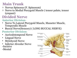 Main Trunk
o Nervus Spinosus (F. Spinosum)
o Nerve to Medial Pterygoid Muscle ( tensor palate, tensor
tympani)
Divided Nerve
Anterior Division-
• Nerve To Lateral Pterygoid Muscle, Masseter Muscle,
Temporalis Muscle
• Buccal Nerve(Sensory) ( LONG BUCCAL NERVE)
Posterior Division:
• Auriculotemporal Nerve
• Lingual Nerve
• Mylohyoid Nerve
• Inferior Alveolar Nerve
-Incisive
-Mental
 
