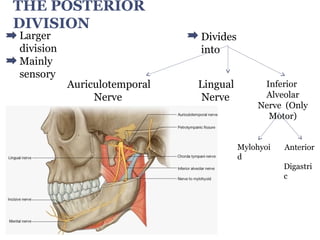 THE POSTERIOR
DIVISION
Larger
division
Mainly
sensory
Auriculotemporal
Nerve
Lingual
Nerve
Inferior
Alveolar
Nerve (Only
Motor)
Divides
into
Mylohyoi
d
Anterior
Digastri
c
 