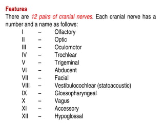 Features
There are 12 pairs of cranial nerves. Each cranial nerve has a
number and a name as follows:
I – Olfactory
II – Optic
III – Oculomotor
IV – Trochlear
V – Trigeminal
VI – Abducent
VII – Facial
VIII – Vestibulocochlear (statoacoustic)
IX – Glossopharyngeal
X – Vagus
XI – Accessory
XII – Hypoglossal
 