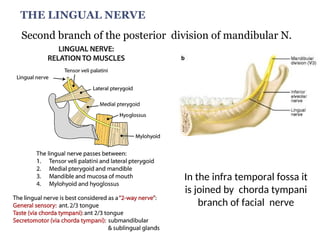 THE LINGUAL NERVE
Second branch of the posterior division of mandibular N.
In the infra temporal fossa it
is joined by chorda tympani
branch of facial nerve
 