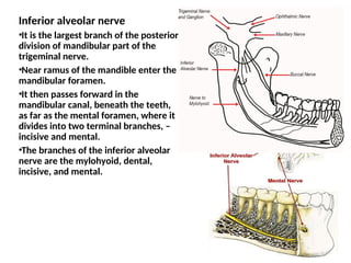 Inferior alveolar nerve
•It is the largest branch of the posterior
division of mandibular part of the
trigeminal nerve.
•Near ramus of the mandible enter the
mandibular foramen.
•It then passes forward in the
mandibular canal, beneath the teeth,
as far as the mental foramen, where it
divides into two terminal branches, –
incisive and mental.
•The branches of the inferior alveolar
nerve are the mylohyoid, dental,
incisive, and mental.
 