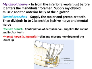 Mylohyoid nerve – br from the inferior alveolar just before
it enters the mandibular foramen. Supply mylohyoid
muscle and the anterior belly of the digastric
Dental branches – Supply the molar and premolar teeth.
Then divideds in to 2 branch i.e incisive nerve and mental
nerve
•Incisive branch - Continuation of dental nerve - supplies the canine
and incisor teeth
•Mental nerve (n. mentalis) –skin and mucous membrane of the
lower lip
 