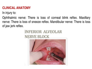 CLINICAL ANATOMY
In injury to:
Ophthalmic nerve: There is loss of corneal blink reflex. Maxillary
nerve: There is loss of sneeze reflex. Mandibular nerve: There is loss
of jaw jerk reflex.
 