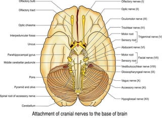 Attachment of cranial nerves to the base of brain
 