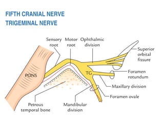 FIFTH CRANIAL NERVE
TRIGEMINAL NERVE
FIFTH CRANIAL NERVE
TRIGEMINAL NERVE
 