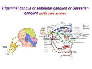 Trigeminal ganglia or semilunar ganglion or Gasserian
ganglion and its three branches
 